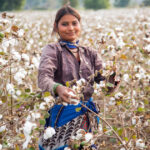 USDA forecasts 3% growth in global cotton consumption
