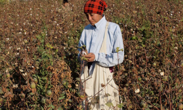 Uzbek cotton sector urged to safeguard activists following alleged assault