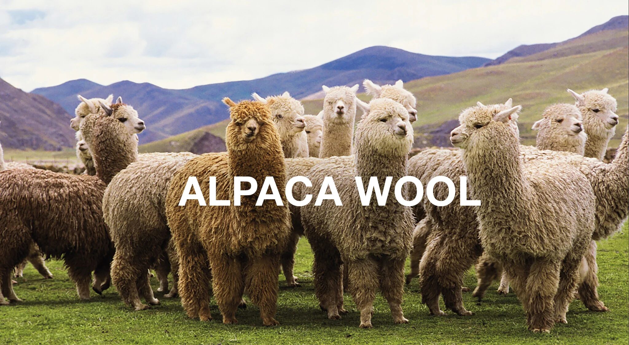 Marks & Spencer reverses ban on alpaca wool