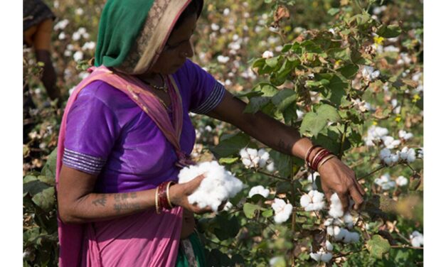 CITI and ILO to work towards promotion of FPRW among cotton growing community