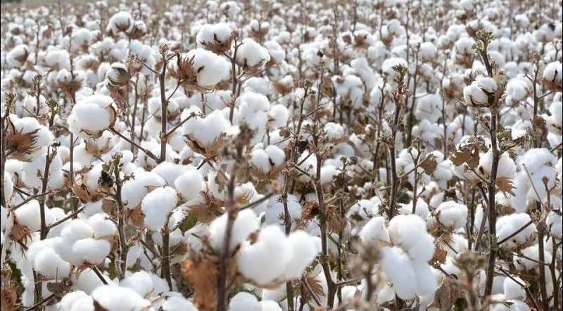 India will be the second largest cotton consumer