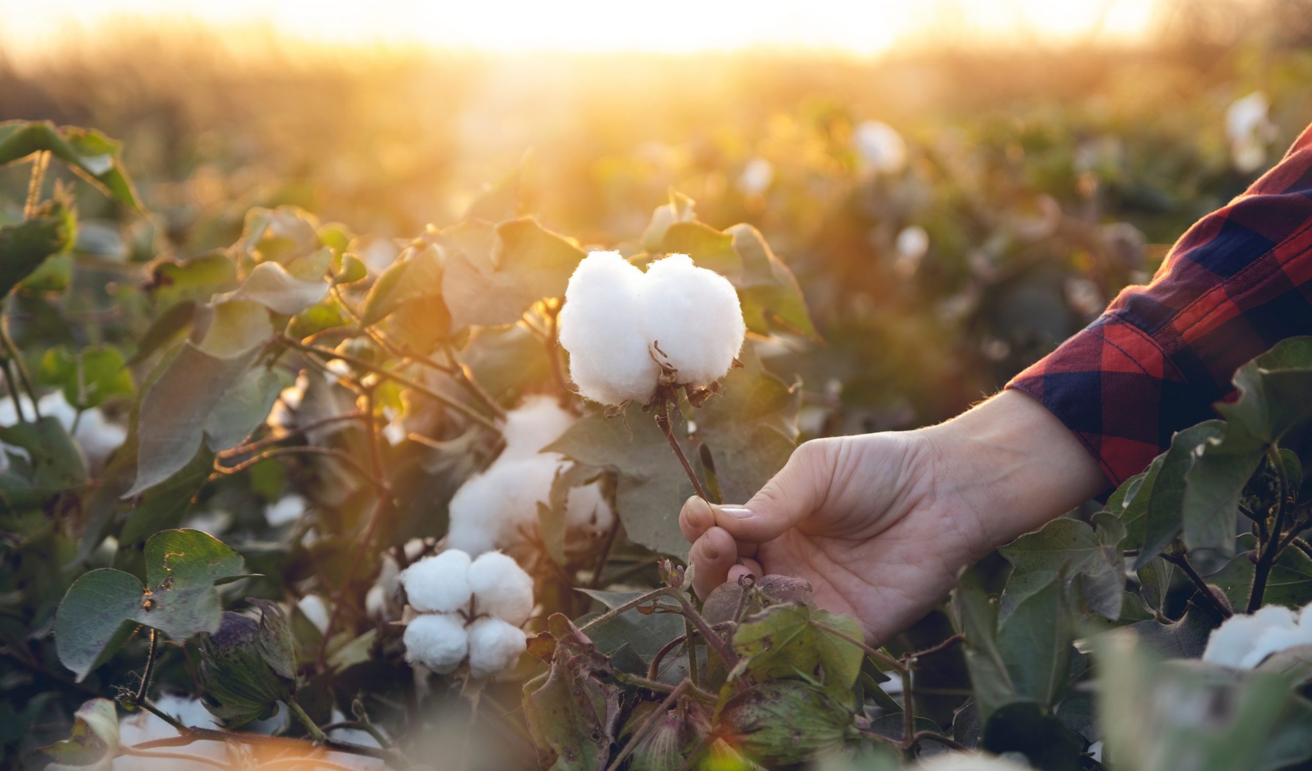 Cotton acreage declines 9% amid high production costs