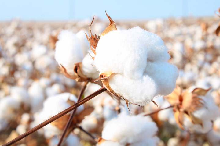 Textile industry urged to increase support to organic cotton producers