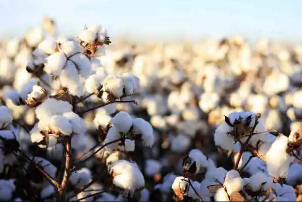 Uzbekistan achieves 100% cotton fiber