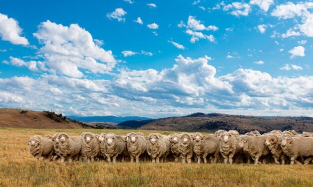 Woolmark launches AU$4 mn Insetting Program to reduce emissions in Australian Wool industry