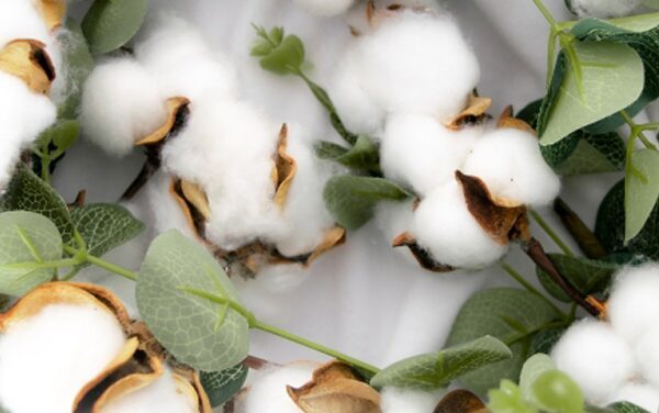 TEXPROCIL and Better Cotton partner to promote premium, sustainable Kasturi Cotton