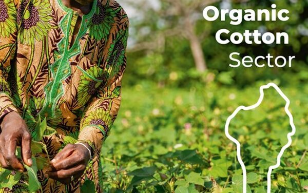 Cotton farmers in Benin Benefit from organic cotton cultivation
