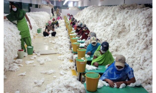 India’s cotton textile exports decline by 29% in 2023-24