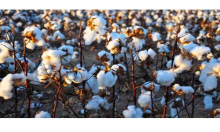 Govt. waives import duty on cotton to provide temporary relief for garment sector