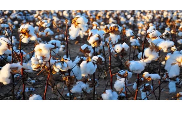 Govt. waives import duty on cotton to provide temporary relief for garment sector