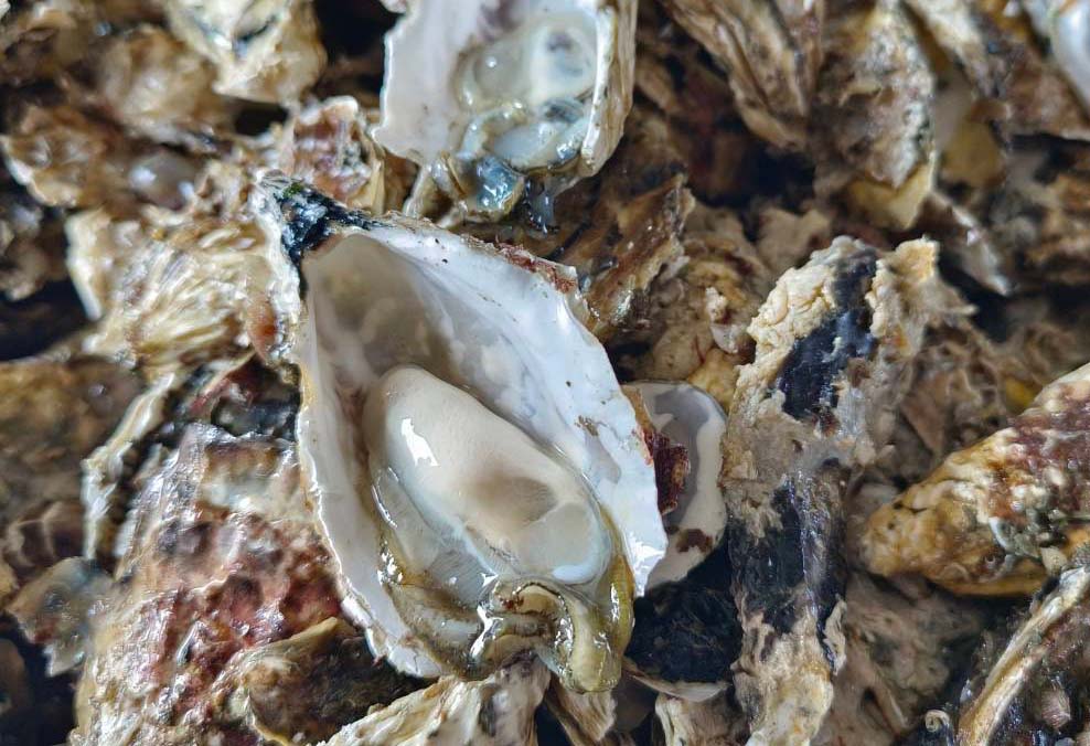 Creative Tech Textile Hans Global