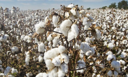 Pakistan finalizes National Cotton Plan 2025 to boost yields, cut costs, and drive export-led textile growth