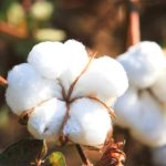 U.S. Cotton Industry optimistic about economic assistance