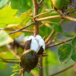Better Cotton Initiative surpasses 50% traceable BCI Cotton milestone