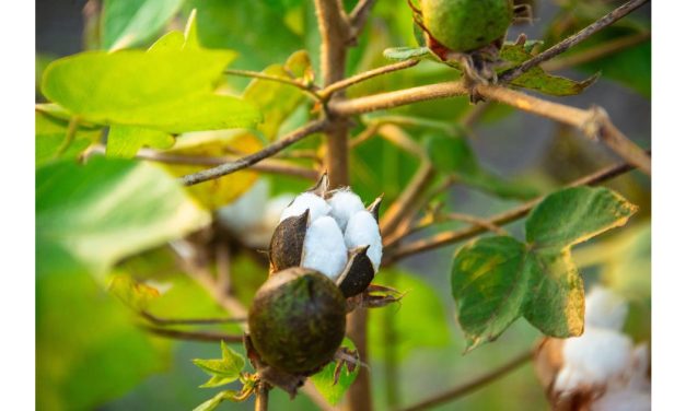 Better Cotton Initiative surpasses 50% traceable BCI Cotton milestone
