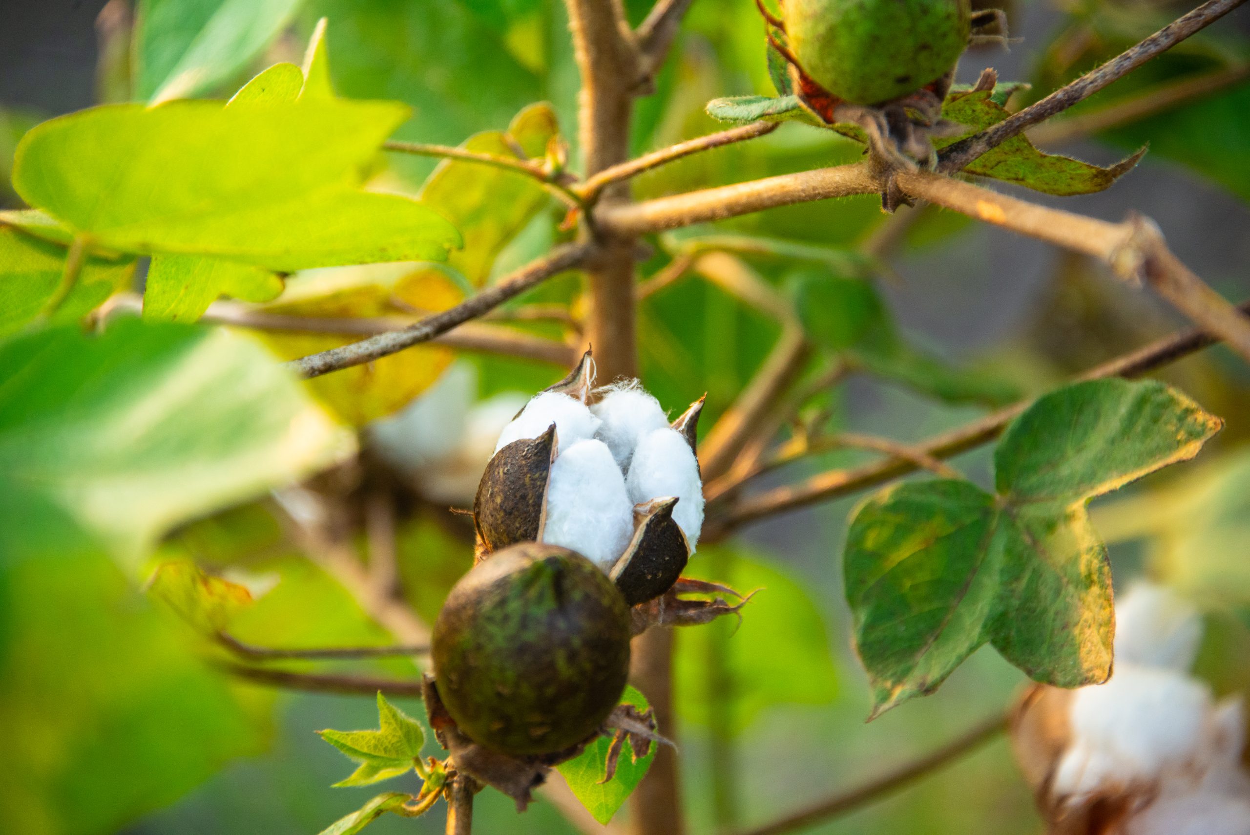 Better Cotton/Joe Woodruff. Description: Cotton in Gujarat, India