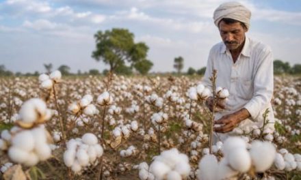 Mission for cotton productivity | CITI warmly welcomes Union Cabinet decision, highlights boost for $350 billion textile sector vision