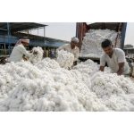 Govt exempts import duty on cotton till October 30