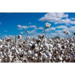 Textile industry hails suspension of cotton import duty