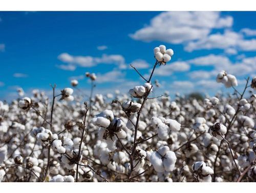Textile industry hails suspension of cotton import duty