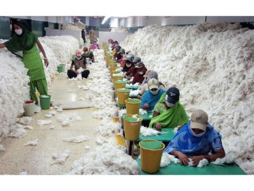 Indian cotton sector in play