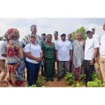 Ghana moves to revive cotton production as textile industry regains momentum