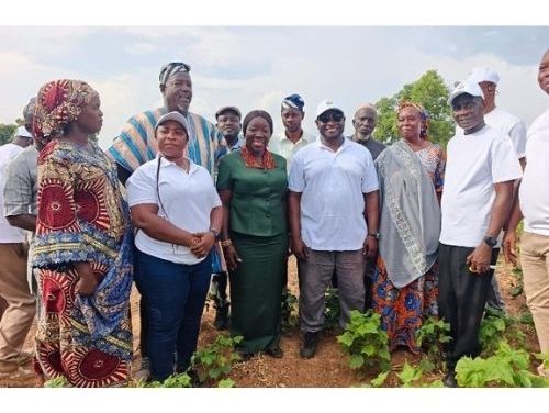 Ghana moves to revive cotton production as textile industry regains momentum