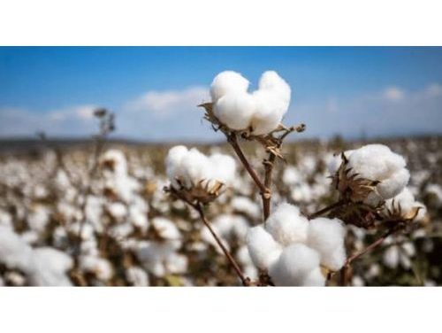 Pakistan’s cotton output plunges to three decades low